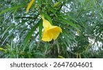 A close-up macro shot of a blooming yellow oleander flower (Thevetia peruviana) surrounded by narrow green leaves. The soft background bokeh and natural lighting create a peaceful and vibrant represen