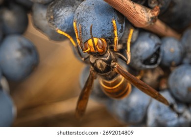 A close-up, macro shot capturing the destructive feeding behavior of an invasive Asian hornet (Vespa velutina nigrithorax) as it pierces and consumes a dark, ripe grape on the vine in a vineyard.