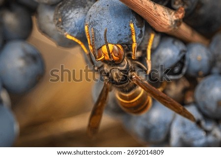 A close-up, macro shot capturing the destructive feeding behavior of an invasive Asian hornet (Vespa velutina nigrithorax) as it pierces and consumes a dark, ripe grape on the vine in a vineyard.