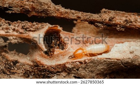 Close-up macro shot capturing a termite worker actively eating and damaging a piece of wood, emphasizing the destructive impact of these invasive insects on structures and furniture