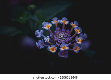 A close-up macro shot of a delicate purple flower with vibrant yellow centers, set against a deep, moody background. The dark tones and intricate details create a striking and captivating image. - Powered by Shutterstock