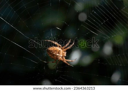 Close-up macro shot of a European garden spider (diadem spider, cross spider or Araneus diadematus) hanging in its spider web. Blurred foliage background