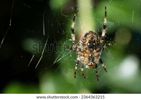 Close-up macro shot of a European garden spider (diadem spider, garden spider or Araneus diadematus), illuminated by the sun, hanging in its spider web. Blurred green foliage background