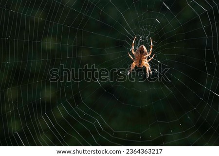 Close-up macro shot of a European garden spider (diadem spider, cross spider or Araneus diadematus) lit by the sun, hanging in a spider web. A cobweb forms around it. Black background