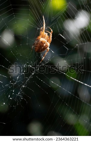 Close-up macro shot of a European garden spider (diadem spider, cross spider or Araneus diadematus) hanging in its spider web. Frightening image. Blurred foliage background