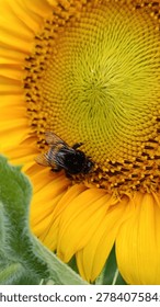 Close-up macro shot of a fluffy bumblebee gathering pollen on a vibrant yellow sunflower in a field on a sunny day.