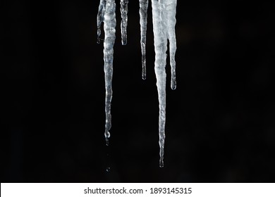 Closeup macro shot of ice stalactites melting, water droplets, isolated black background 