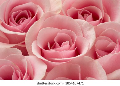 close-up macro shot of light-pink rose blossom. macro image of rose