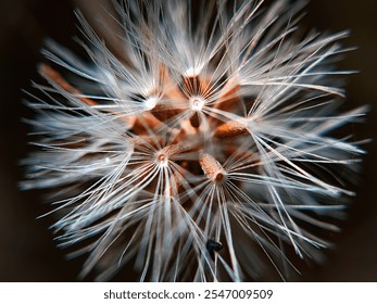 Close-up macro shot of little ironweed (Vernonia cinerea) showcasing its delicate purple flowers and fine details of the petals and stamens, set against a soft blurred background.

 - Powered by Shutterstock