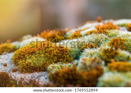 Close-up macro shot of moss on stone with green-yellow spores
