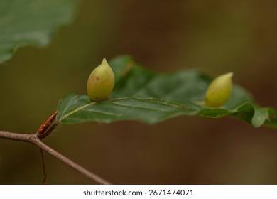 Close-up macro shot of oak leaf galls caused by gall wasps on green Quercus foliage in natural forest environment, shallow depth of field with soft light and blurred background for editorial use