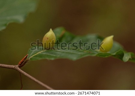 Close-up macro shot of oak leaf galls caused by gall wasps on green Quercus foliage in natural forest environment, shallow depth of field with soft light and blurred background for editorial use