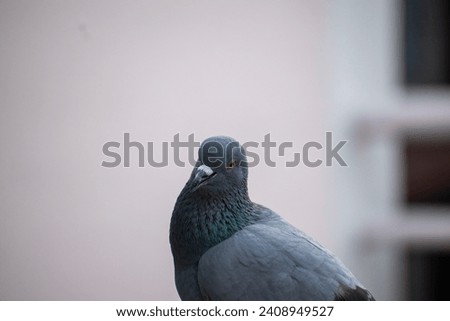 Similar – Image, Stock Photo city bird Animal Bird