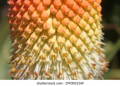 A Closeup Macro Shot Of A Red Hot Poker Plant