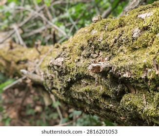 A close-up macro shot with a shallow depth of field focusing on a moss-covered fallen log, showing detailed green moss texture, rough bark, and a softly blurred forest background.