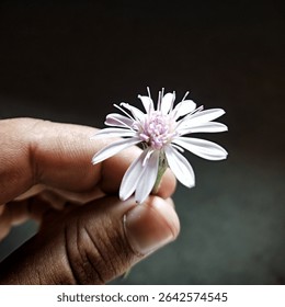 A close-up macro shot of a soft light purple wildflower gently held between two fingers, isolated against a dark background. Perfect for nature, simplicity, and mindfulness concepts.