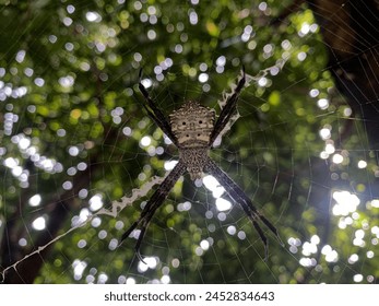 Close-up macro shot of a spider sitting on a spider web. - Powered by Shutterstock