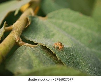 Close-up macro shot of a tiny orange jumping spider sitting on a green leaf outdoors in nature.