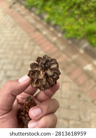 A close-up macro shot from a top-down angle showing a dry, fully opened brown pine cone held by human fingers. The intricate, symmetric star-like pattern of the opened wooden scales is highly detailed, set against a blurred outdoor paving background. Perfect for autumn concepts, rustic decorations, botanical textures, and natural eco-friendly designs.
