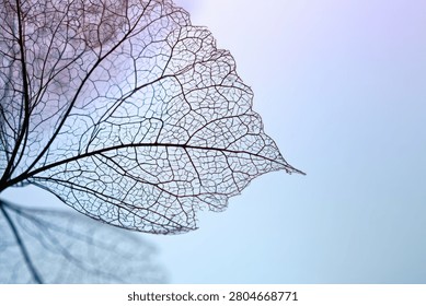 Close-up macro shot of a translucent, skeletonized leaf showing intricate vein patterns against a soft, out-of-focus blue sky.
