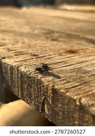 Close-up macro shot of two common houseflies mating on a rustic wooden plank illuminated by warm golden evening sunlight