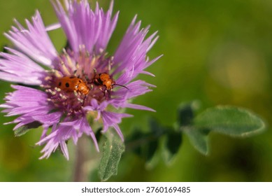 Close-up macro shot of two small orange insects with black spots resting on the delicate petals of a vibrant purple thistle-like flower