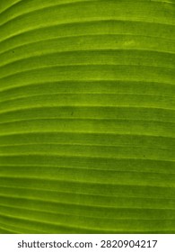 Close-up macro shot of the upper surface of a fresh and healthy green golden banana (pisang mas) leaf showing detailed parallel veins texture