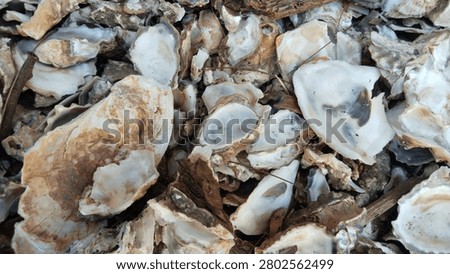 Close-up macro shot of weathered and broken oyster shells on the beach.