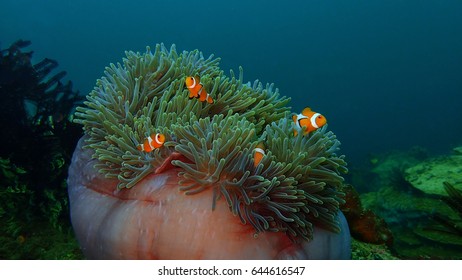 Closeup and macro shot of Western Clownfish or Anemonefish during a leisure dive in Tunku Abdul Rahman Park, Kota Kinabalu, Sabah. Malaysia, Borneo.
