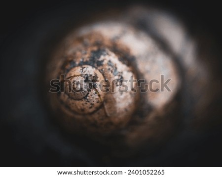 Closeup macro snail shell in the water
