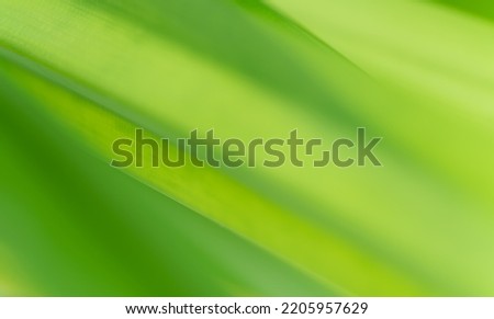 Close-up macro soft focus fresh green leaves abstract blur background.concept idea for ecology backdrop,desktop wallpaper,website cover design.