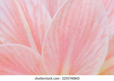 Close-up macro soft focus on petal pink Amaryllis flowers tropical forest plant blossom pastel background.nature spring flora desktop wallpaper,beauty or cosmetic banner poster, website cover design. - Powered by Shutterstock