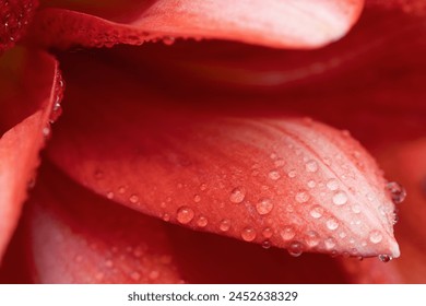 Close-up macro soft focus on petal scarlet red Amaryllis flowers plant blossom pastel background.nature spring flora desktop wallpaper,beauty or cosmetic banner, website cover design.