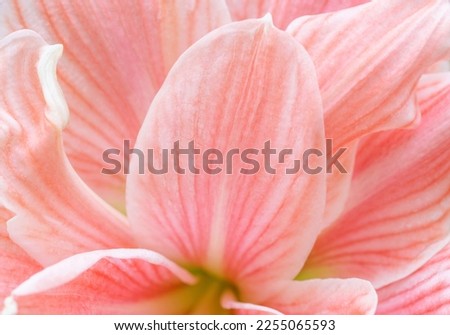 Similar – Image, Stock Photo Amaryllis flower close-up with pistil