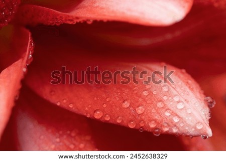 Similar – Image, Stock Photo Amaryllis flower close-up with pistil