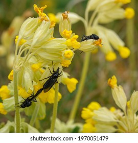 closeup macro of a St Mark's Flies (Bibio marci) on a bright yellow cowslip flower in bloom