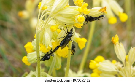 closeup macro of a St Mark's Flies (Bibio marci) on a bright yellow cowslip flower in bloom