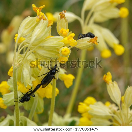closeup macro of a St Mark's Flies (Bibio marci) on a bright yellow cowslip flower in bloom