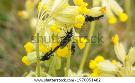 closeup macro of a St Mark's Flies (Bibio marci) on a bright yellow cowslip flower in bloom