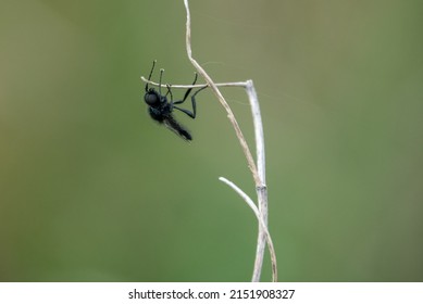 closeup macro of a St Mark's Fliy hanging from a winter plant stalk