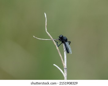 closeup macro of a St Mark's Fliy hanging from a winter plant stalk