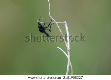 closeup macro of a St Mark's Fliy hanging from a winter plant stalk