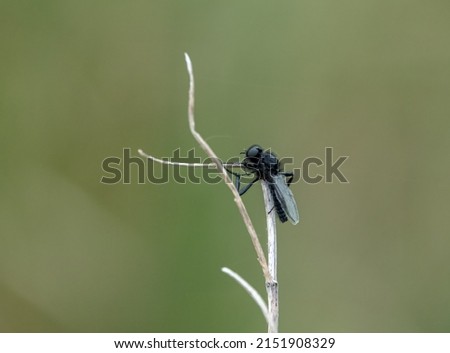 closeup macro of a St Mark's Fliy hanging from a winter plant stalk