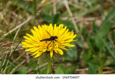 closeup macro of a St Mark's Fly (Bibio marci) on a bright yellow dandelion flower bloom