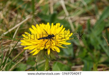 closeup macro of a St Mark's Fly (Bibio marci) on a bright yellow dandelion flower bloom