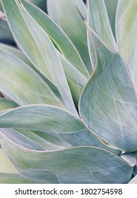 Close-up Macro Succulent Green Agave Background