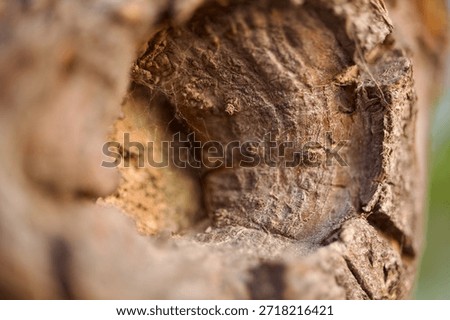 Close-up Macro Texture of Brown Tree Bark with Small Hole and Spiderweb