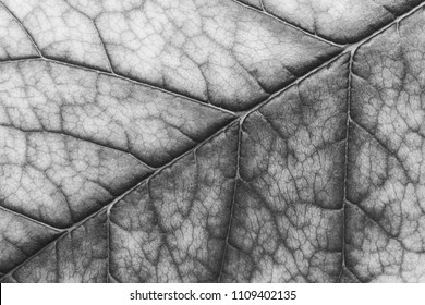 close-up of macro texture of leaf, black and white photo