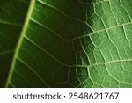 Close-up macro texture structure of fresh green leaf chlorophyll cell  abstract nature background,natural line pattern leave detail ,sustainability ecological concept.  