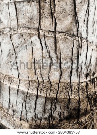Close-up macro texture of a weathered coconut tree trunk bark
